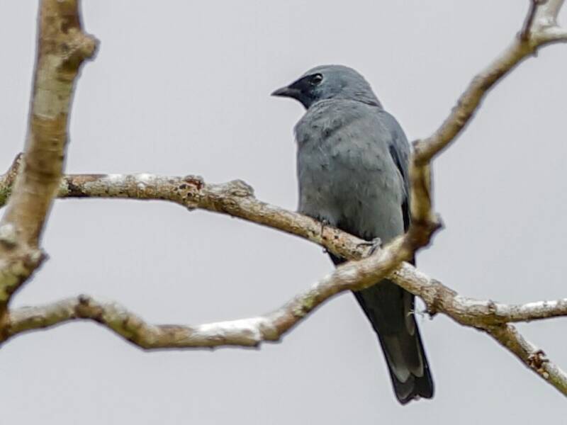 Boyer's Cuckooshrike, Photos 3