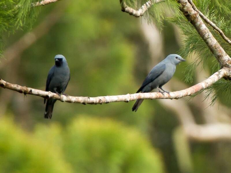 Boyer's Cuckooshrike, Photos 4