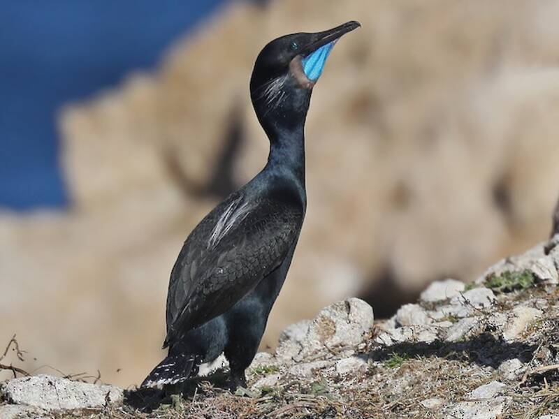 Cormorán de Brandt