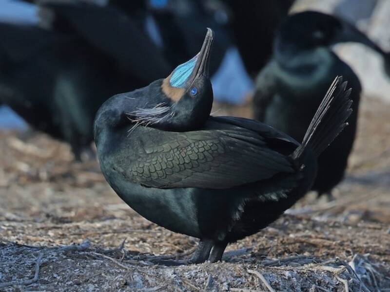 Brandt's Cormorant, Photos 3