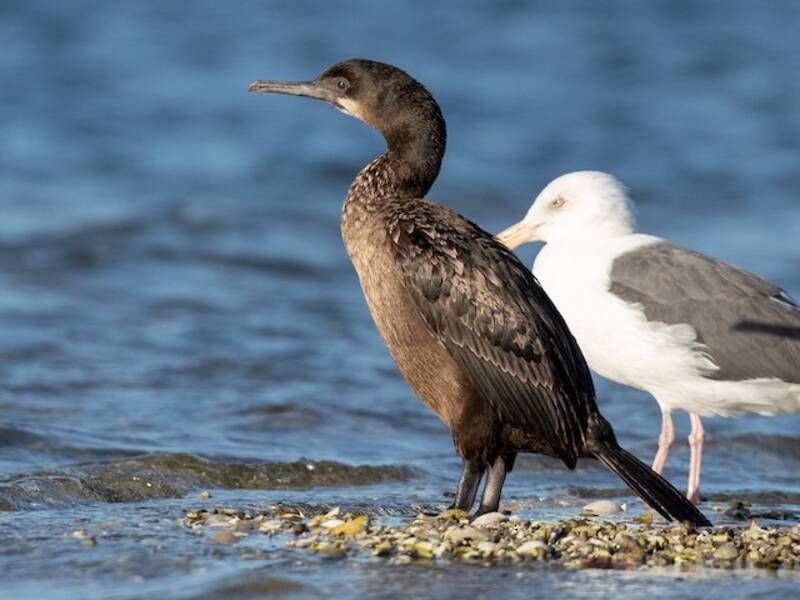 Brandt's Cormorant, Photos 4