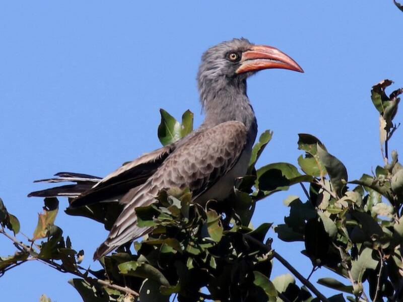 Bradfield's Hornbill, Photos 3