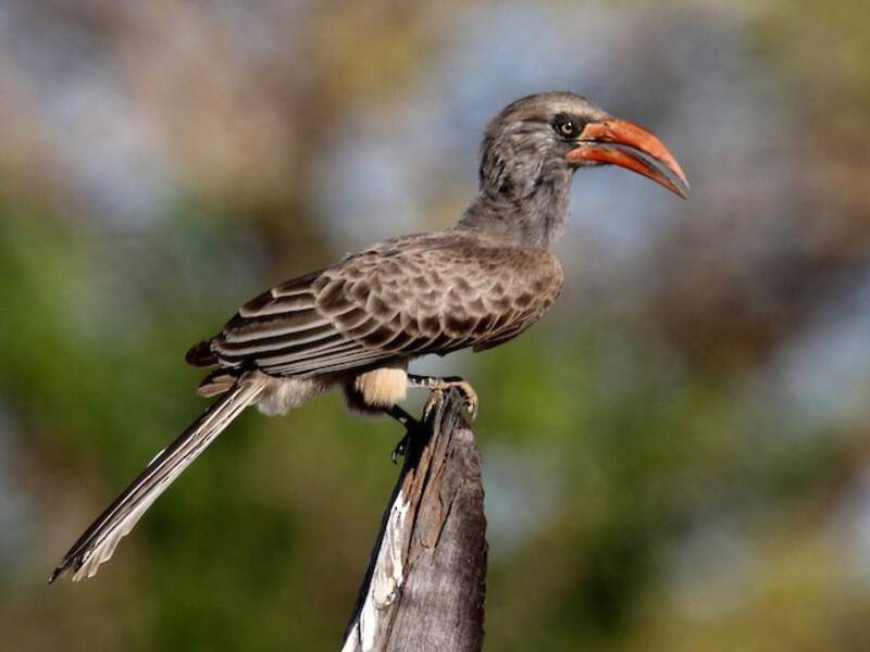 Bradfield's Hornbill, Photos 2