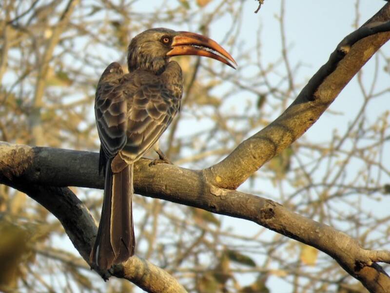 Bradfield's Hornbill, Photos 4