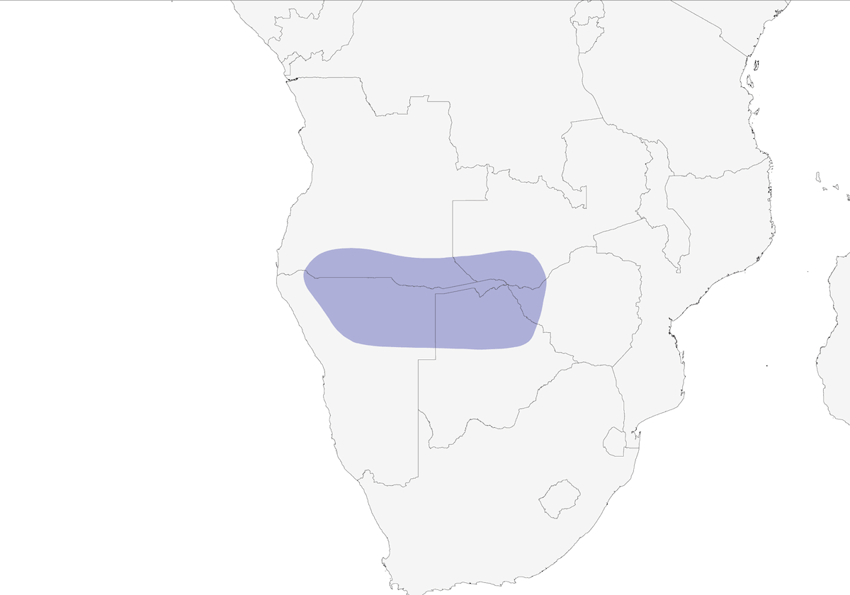 Bradfield's Hornbill, Distribution 1