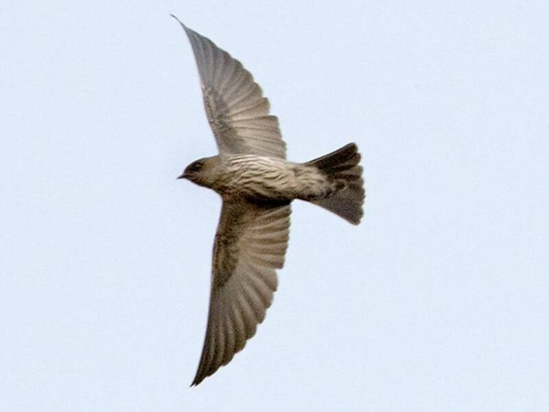 Brazza's Martin, 照片 3