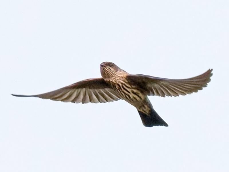 Brazza's Martin, 照片 2