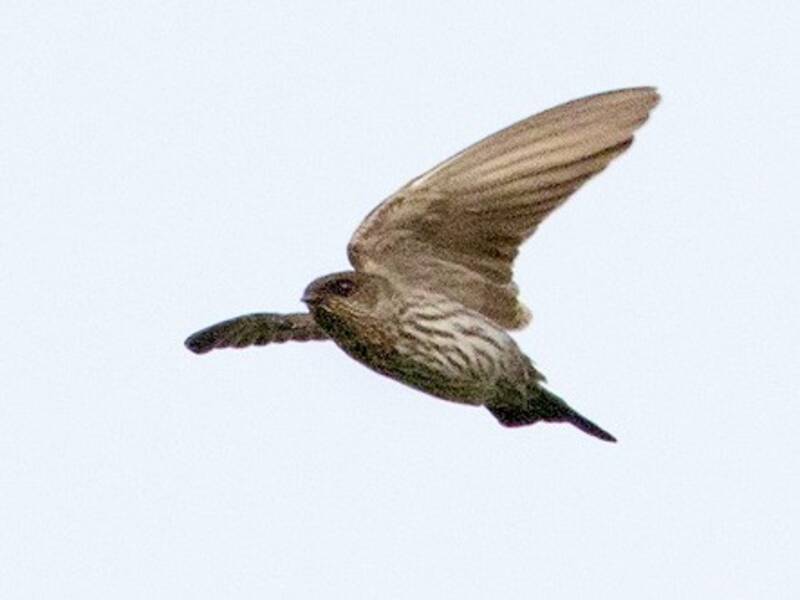 Brazza's Martin, 照片 4
