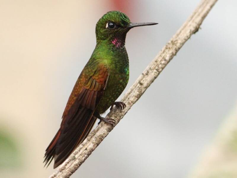 Colibrì rubino brasiliano, Foto 3