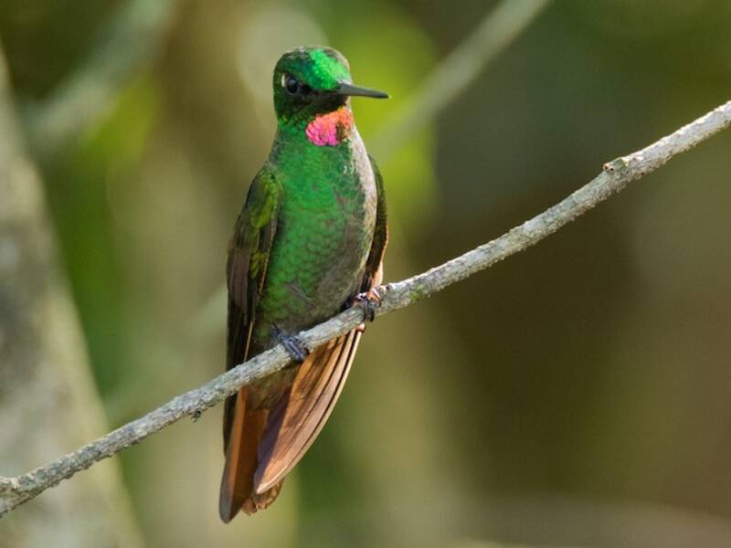 Colibrì rubino brasiliano