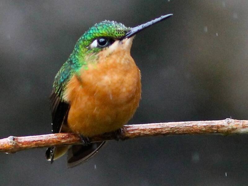 Colibrì rubino brasiliano, Foto 4