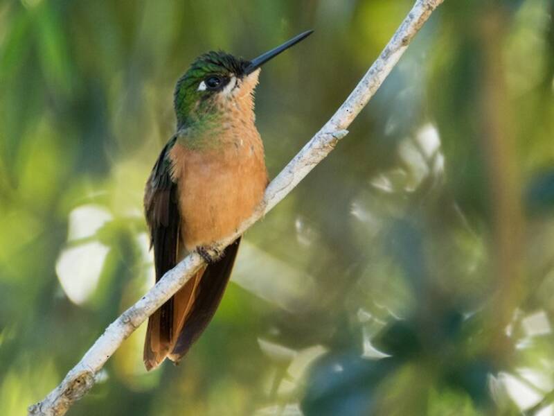Colibrì rubino brasiliano, Foto 2
