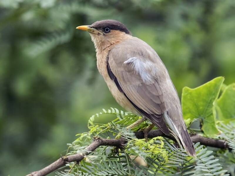 Étourneau brahmane, Photos 2