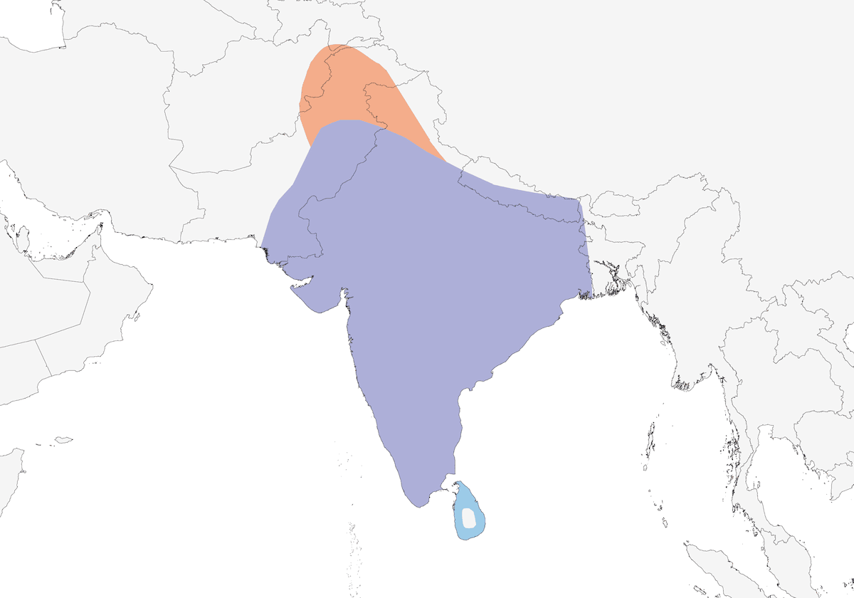 Étourneau brahmane, Distribution 1