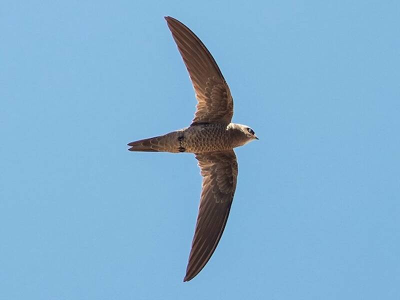 Bradfield's Swift, Photos 3