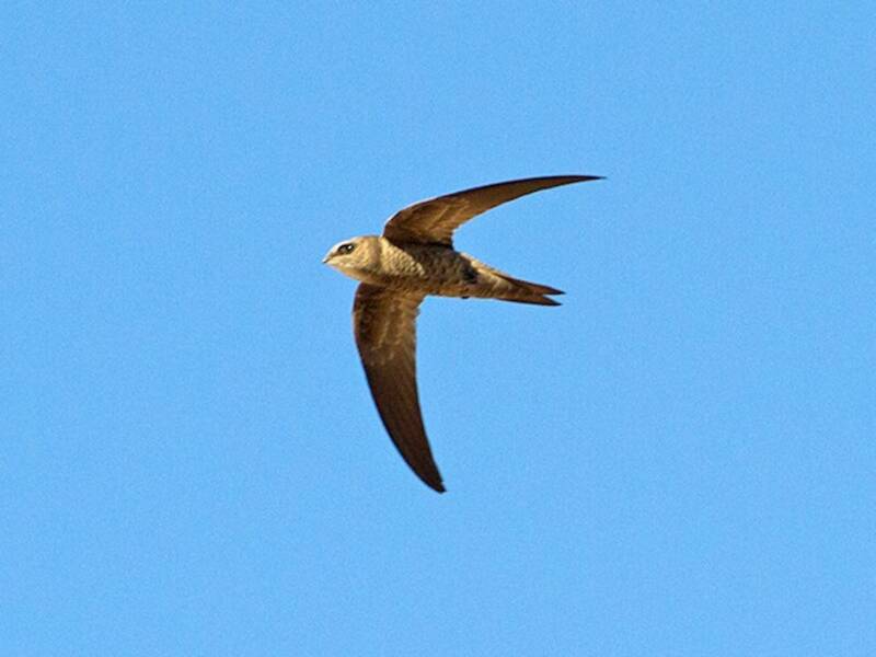 Bradfield's Swift, Photos 4
