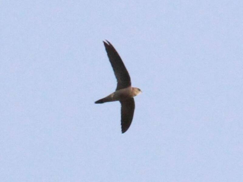 Bradfield's Swift, Photos 2