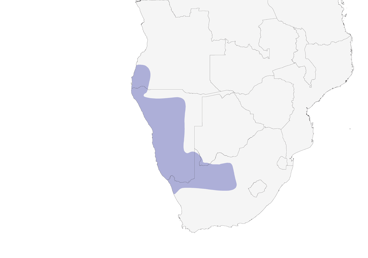 Bradfield's Swift, Distribution 1