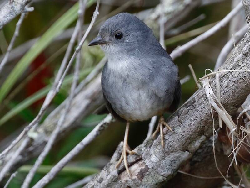 Tapaculo de Brasilia, Fotos 4