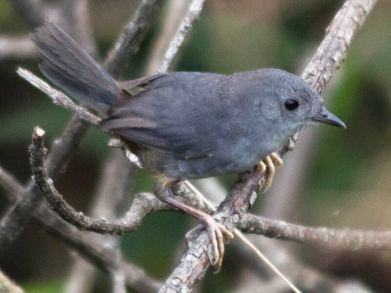 Tapaculo de Brasilia, Fotos 2