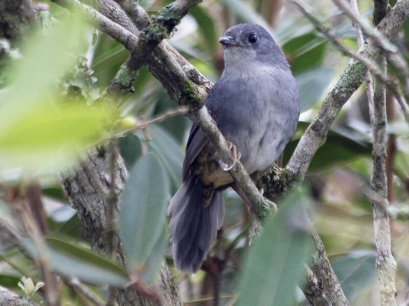 Brasilia Tapaculo