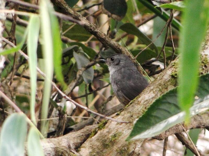 Tapaculo de Brasilia, Fotos 3