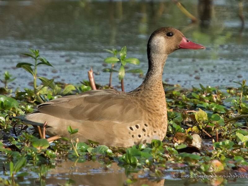 Alzavola brasiliana, Foto 4