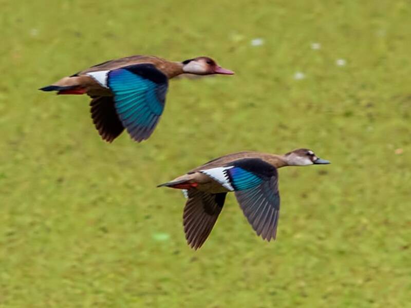 Alzavola brasiliana, Foto 2