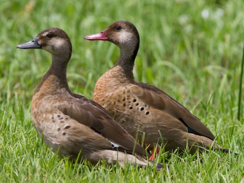 Brazilian Teal