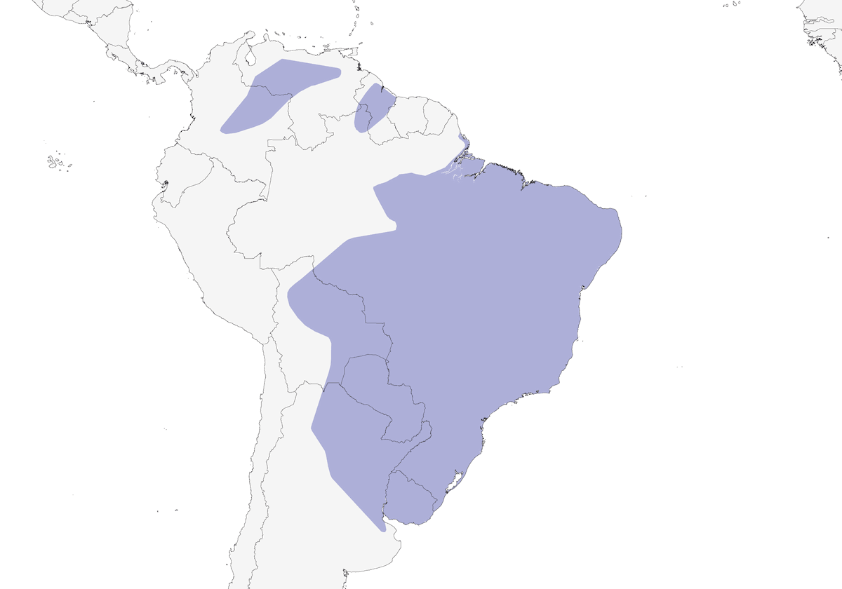 Alzavola brasiliana, Distribuzione 1