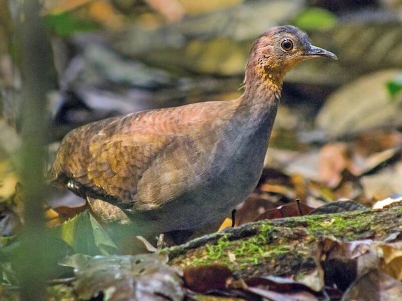 Tinamou brasiliano, Foto 3