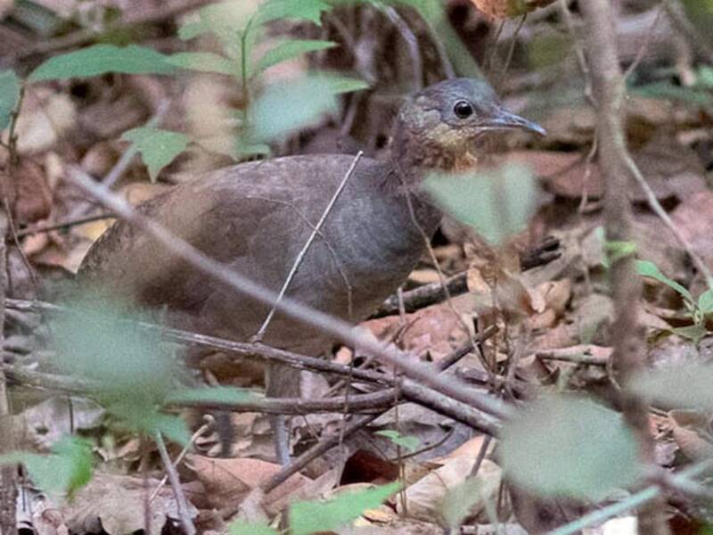 Tinamou brasiliano