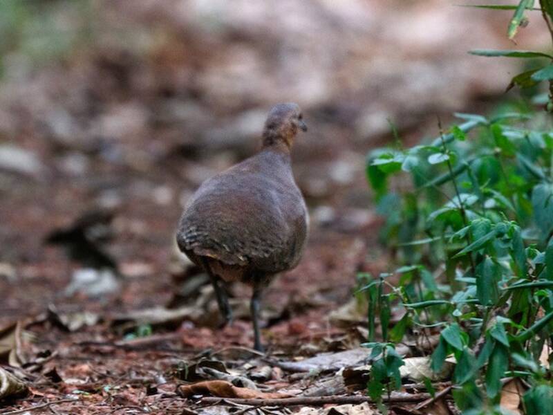 Tinamou brasiliano, Foto 2