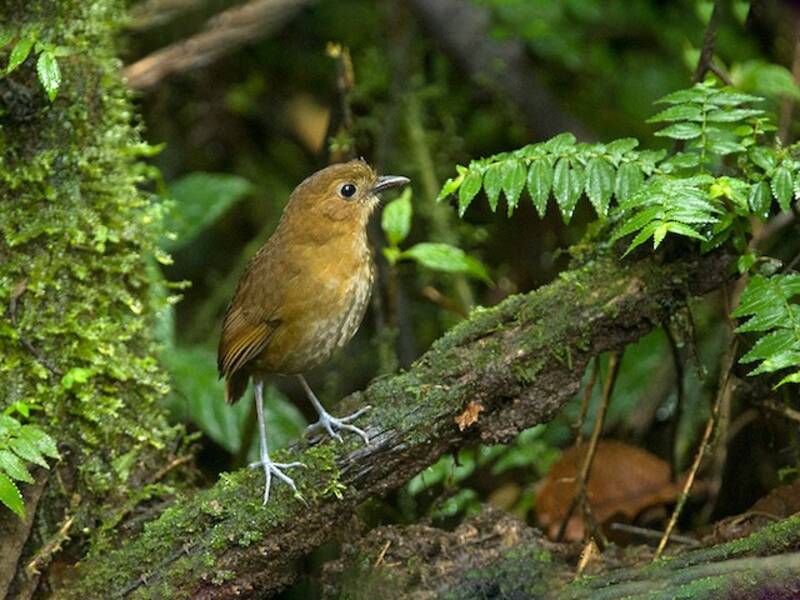 Pitta formichiera fasciata