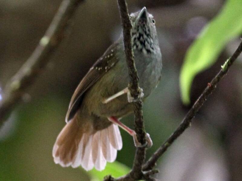 Brown-bellied Stipplethroat