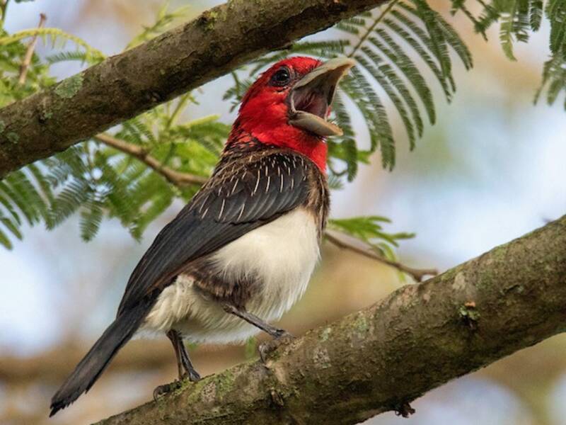 Barbet à poitrine brune, Photos 3