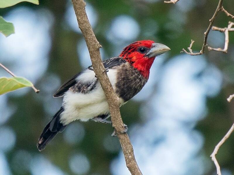 Barbet à poitrine brune, Photos 2