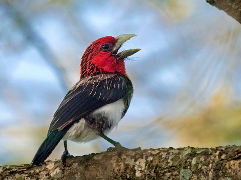 Barbet à poitrine brune, Photos 4
