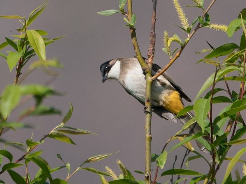 Bulbul pettobruno