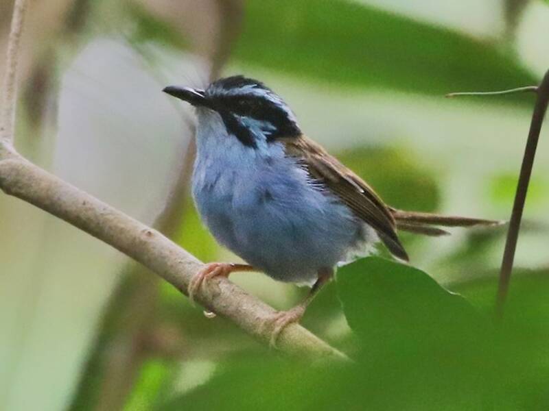 Campbell's Fairywren, Photos 4
