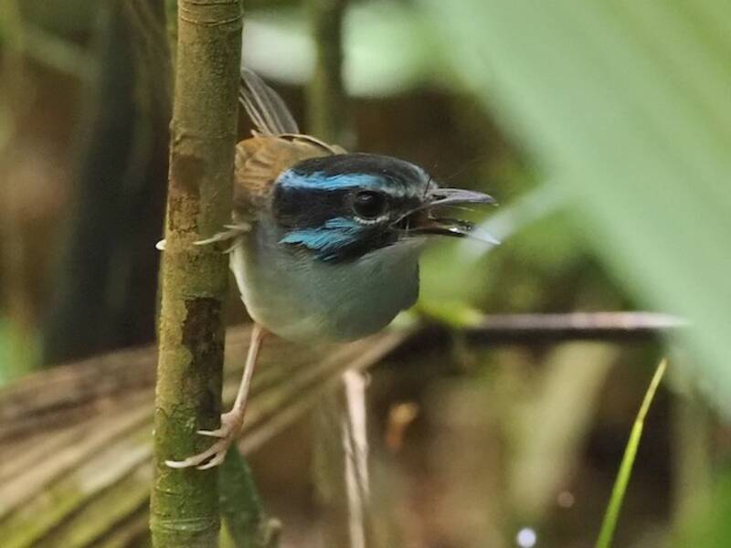 Campbell's Fairywren, Photos 3