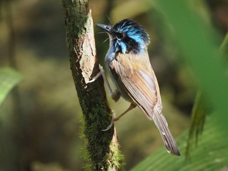 Campbell's Fairywren, Photos 2