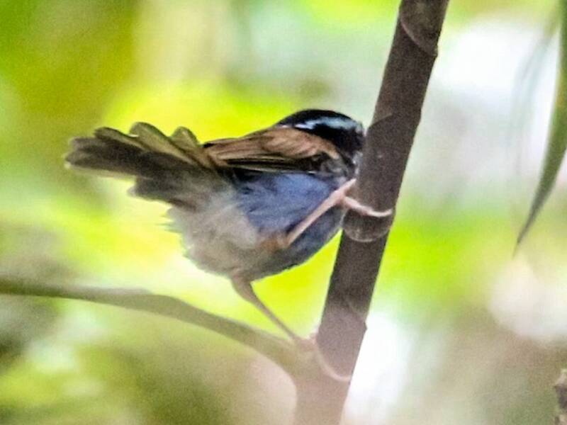 Campbell's Fairywren