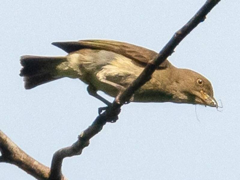 Brown-backed Flowerpecker