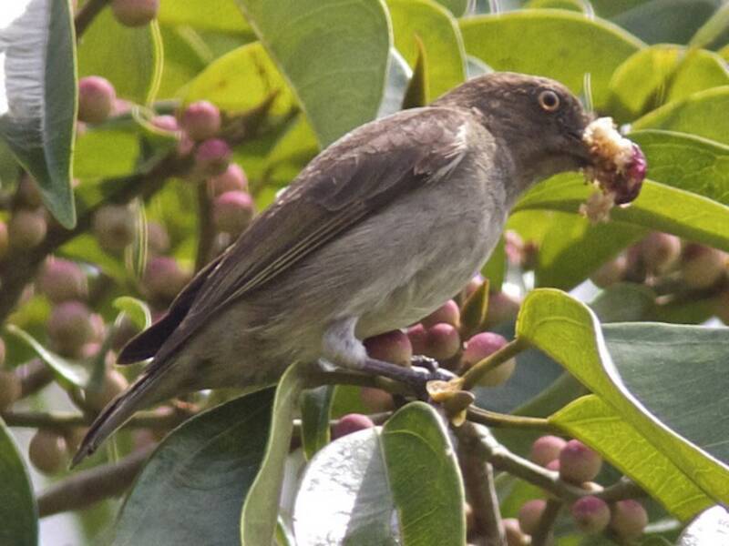 Brown-backed Flowerpecker, Photos 2