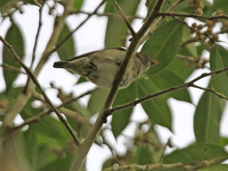 Brown-backed Flowerpecker, Photos 3