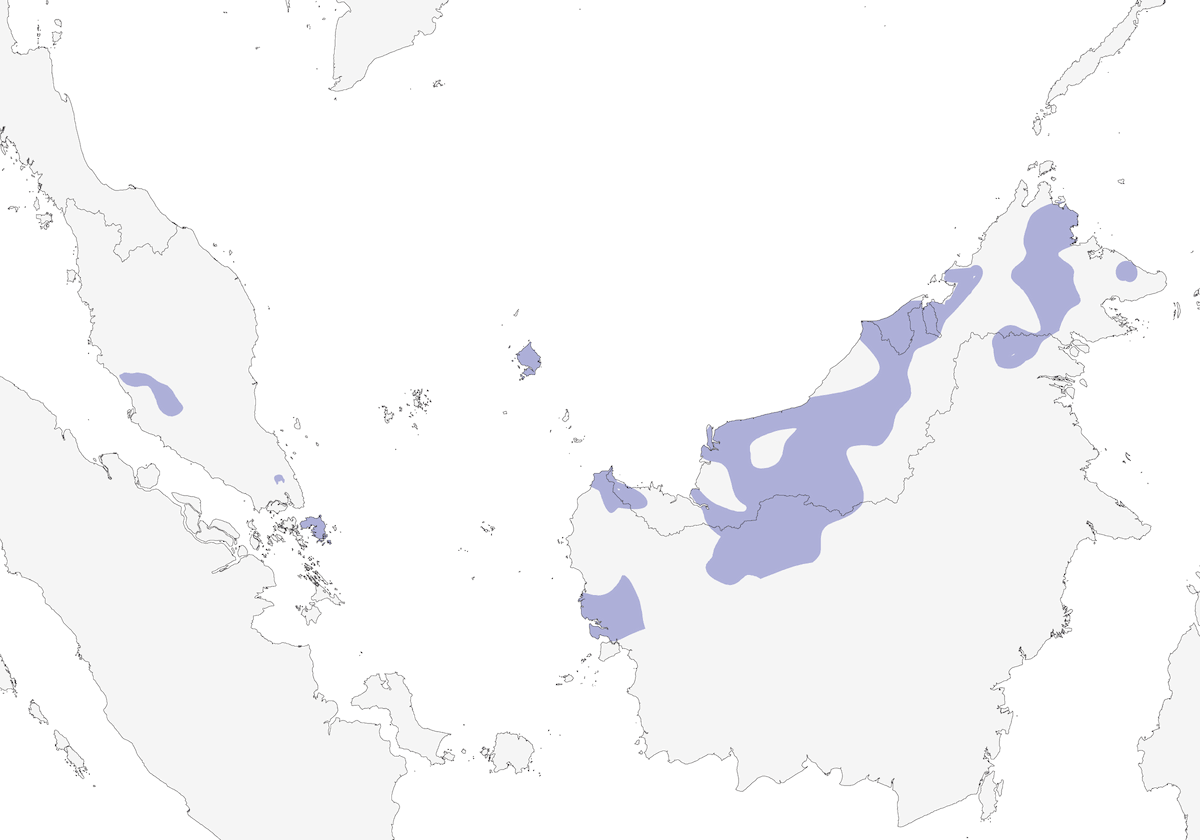 Brown-backed Flowerpecker, Distribution 1