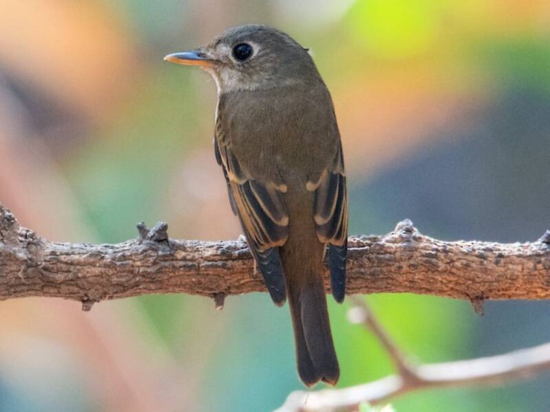 Gobemouche à poitrine brune, Muscicapa muttui