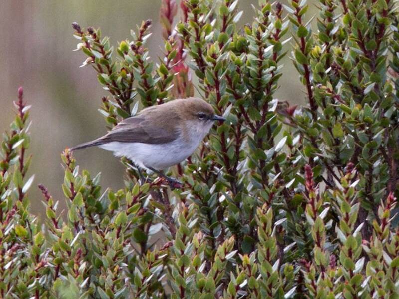 Brown-breasted Gerygone