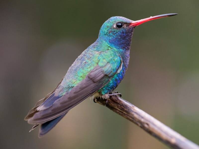 Broad-billed Hummingbird (Cynanthus latirostris)